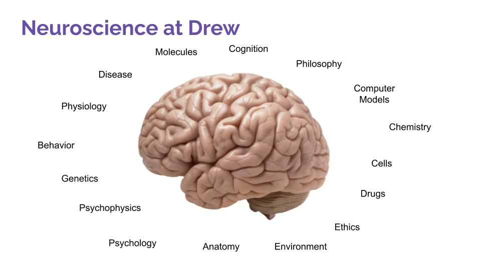 NEUROSCIENCE
